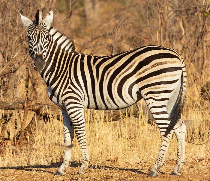 Plains zebra showing shadow stripes